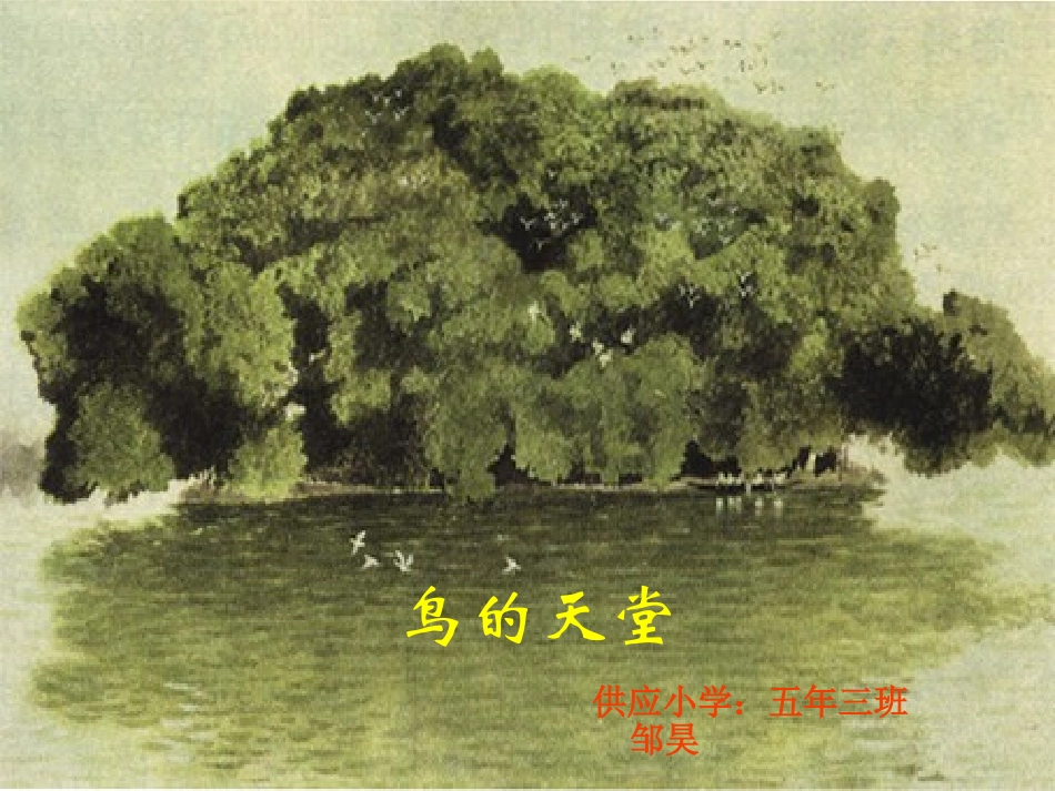 《鸟的天堂》课件_第1页