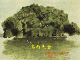 《鸟的天堂》课件