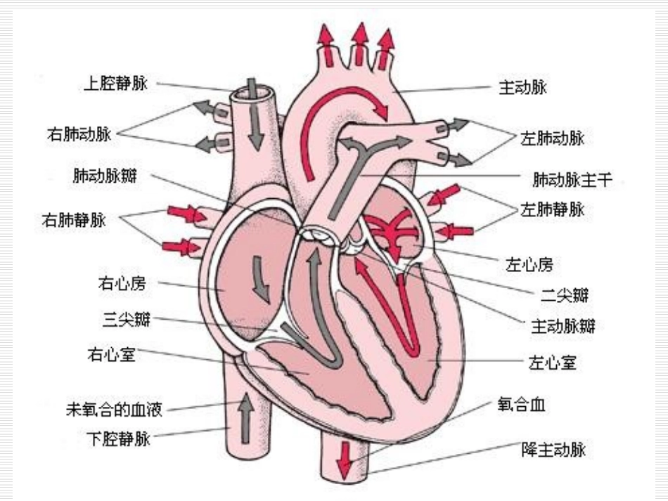 抗慢性心功能不全药 课件_第2页
