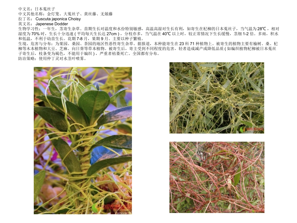 农田主要杂草图谱_第3页
