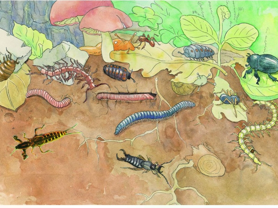 教科版科学二年级上册课件 2、土壤-动植物的乐园(课件)_第2页