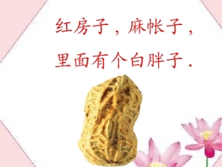 一年级语文小松鼠找花生果课件1