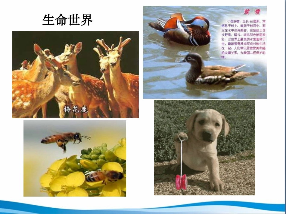 第2章探索生命第1节《生物学是探索生命的科学》参考课件1（1）（共23张PPT）_第2页