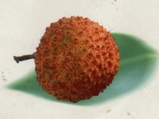 南州六月荔枝丹 (2)