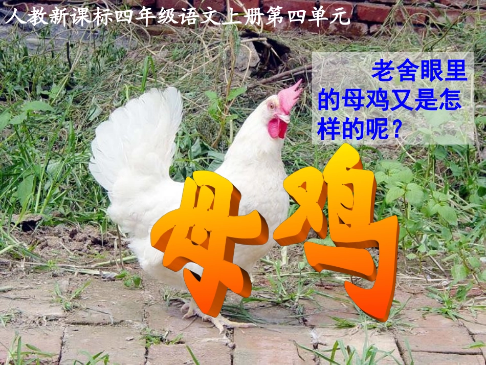 《母鸡》教学课件_第2页