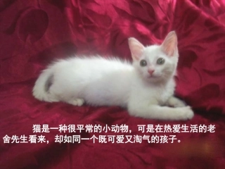 《母鸡》教学课件