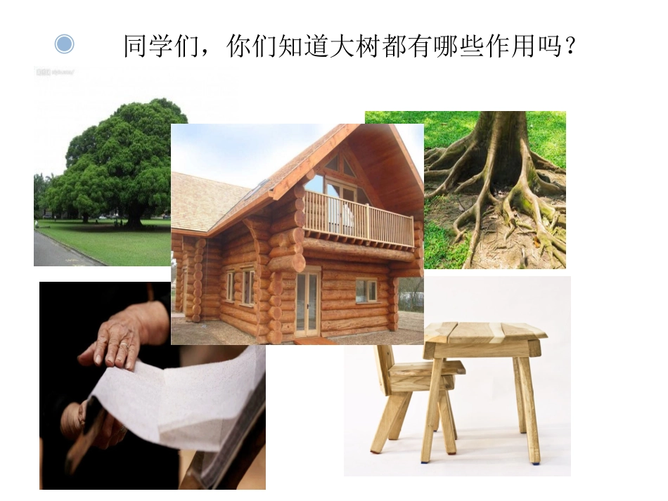 小学音乐《大树桩你有几岁》教学课件 设计_第3页