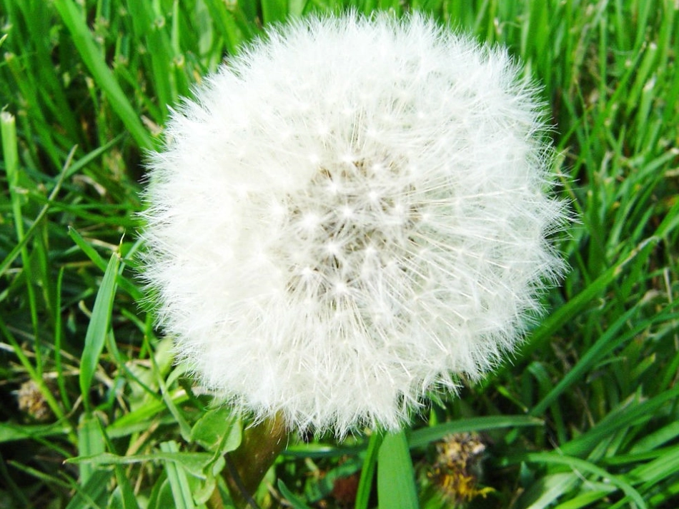 人教版小学语文二年级上册第3课《植物妈妈有办法》课件PPT_第1页