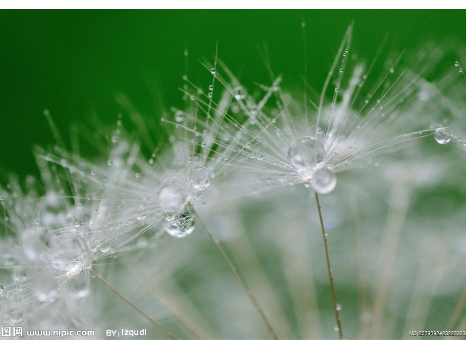 人教版小学语文二年级上册第3课《植物妈妈有办法》课件PPT_第3页