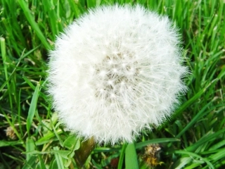 人教版小学语文二年级上册第3课《植物妈妈有办法》课件PPT