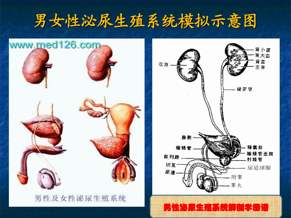 泌尿外科疾病知识及观察护理要点_第3页