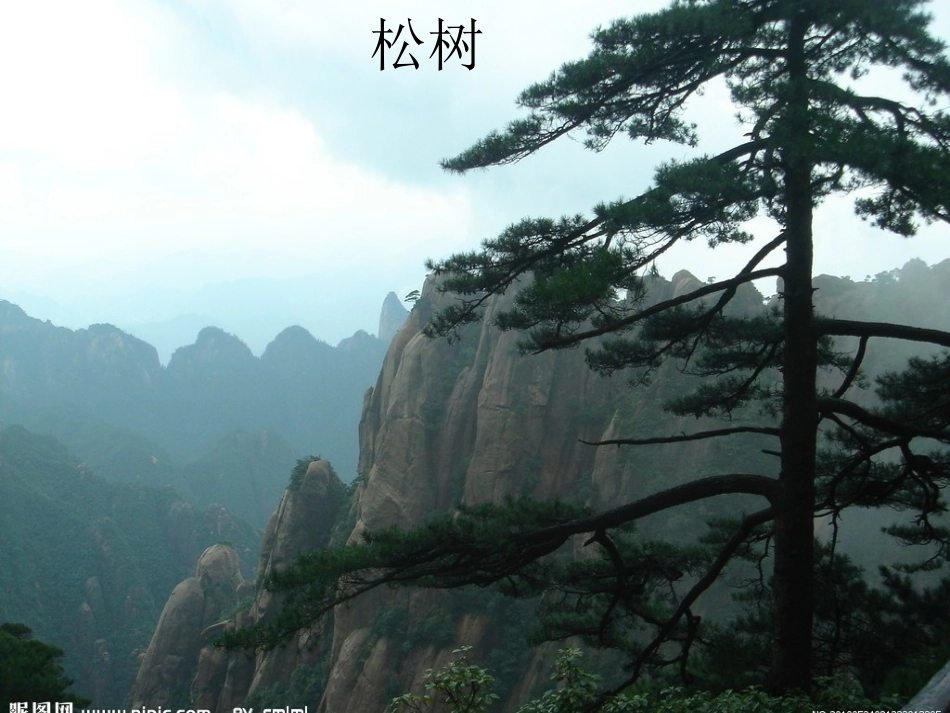 我们身边的植物_第2页