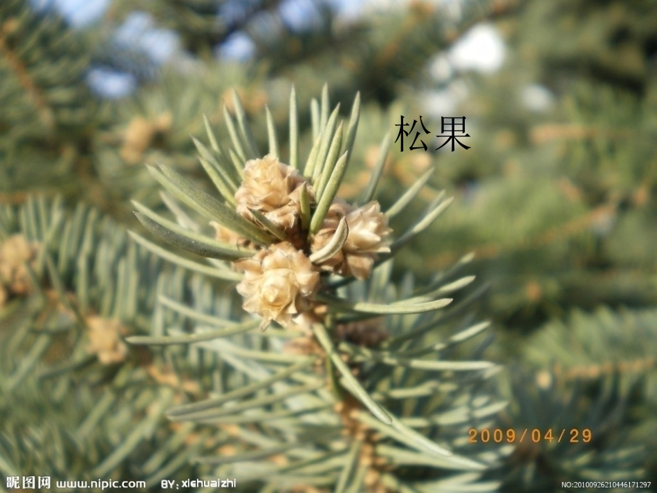 我们身边的植物_第3页