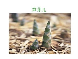 3、笋芽儿定稿