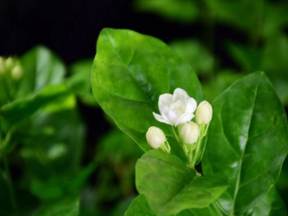 20.淡淡的茉莉1109_第2页
