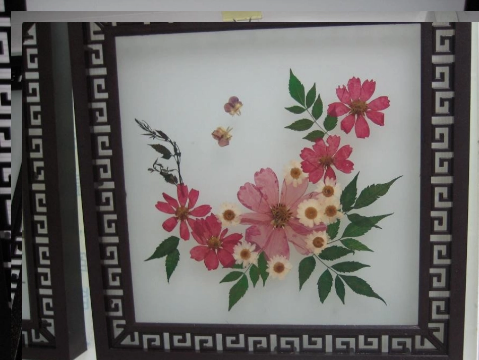 植物标本制作 课件_第1页