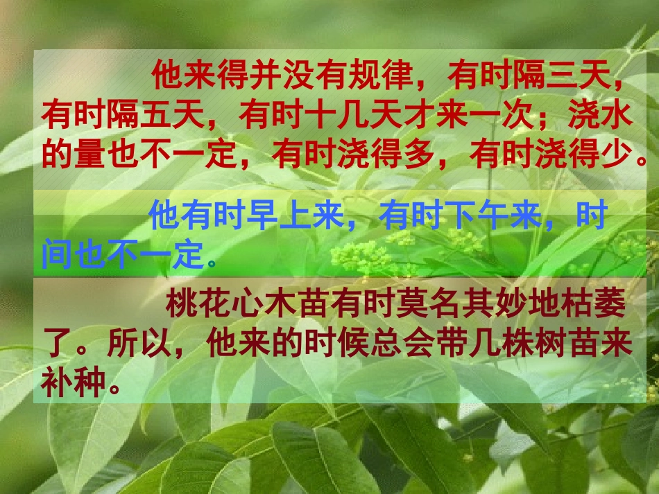 桃花心木--主旨的深入理解_第3页