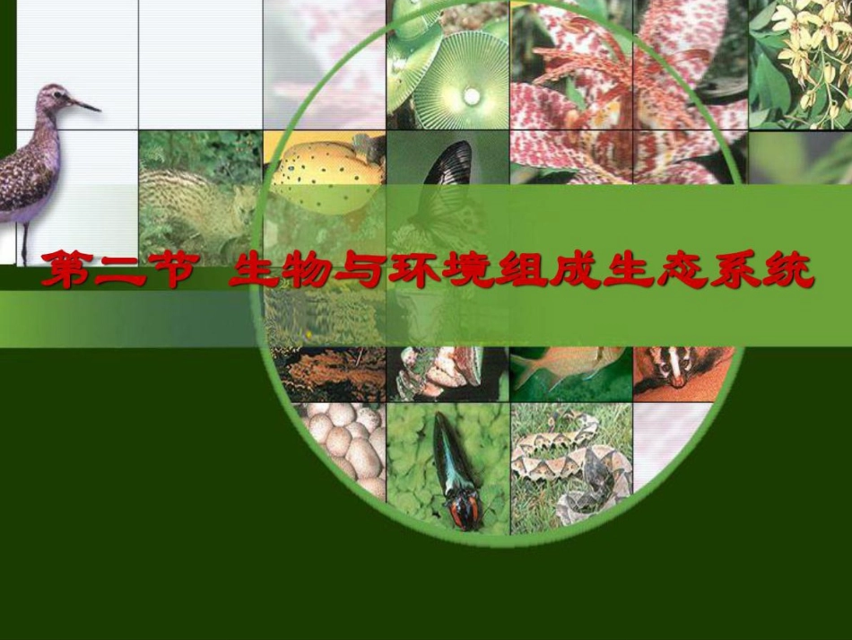 生物与环境组成生态系统_第1页