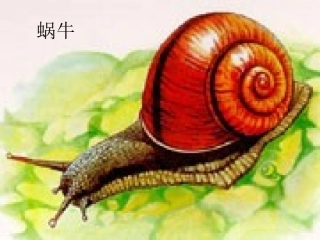 二年级语文下册第三组3-蜗牛的奖杯第一课时课件