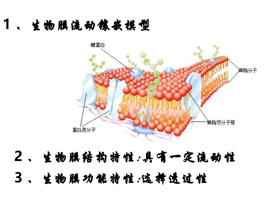 物质跨膜运输的方式-ppt_第2页