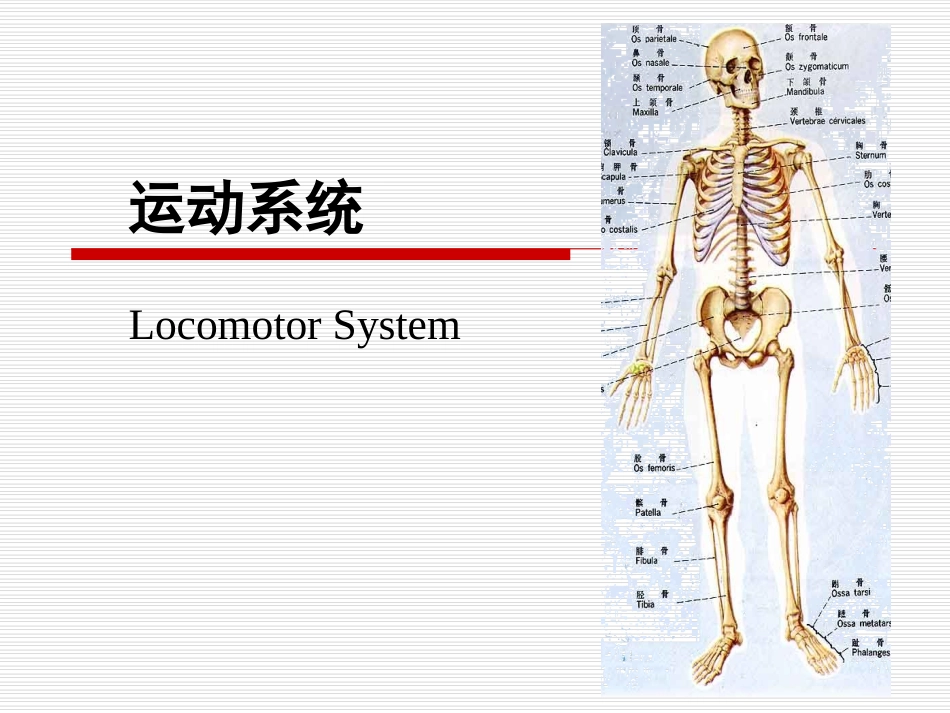 人体解剖学_运动系统_第1页