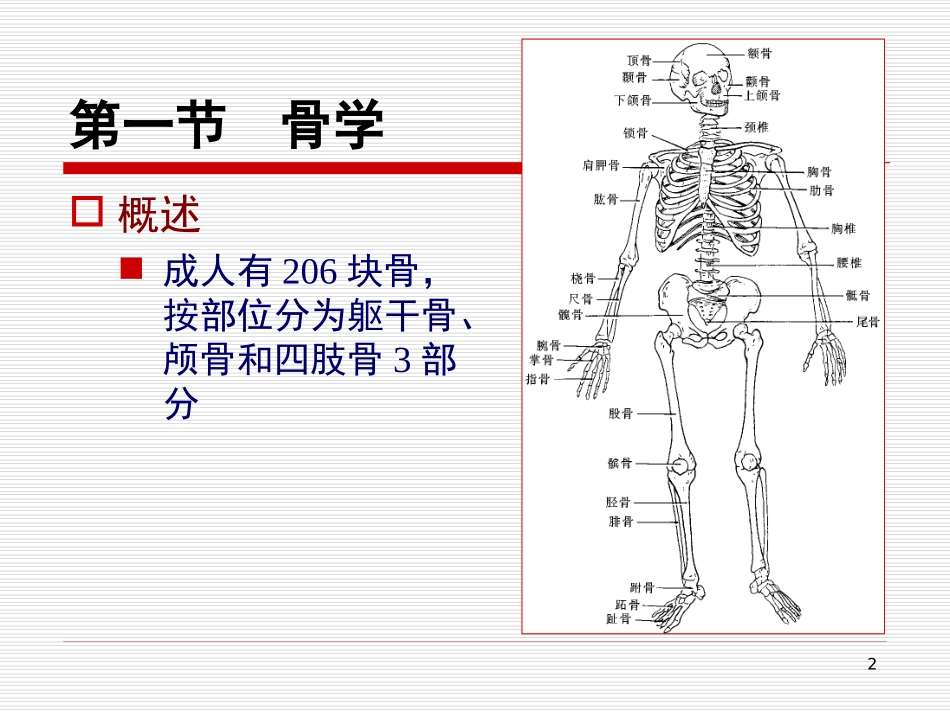 人体解剖学_运动系统_第2页