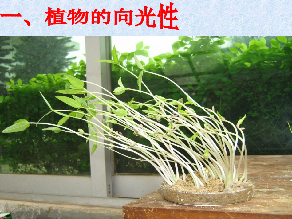 植物生长素的发现PPT课件_第2页
