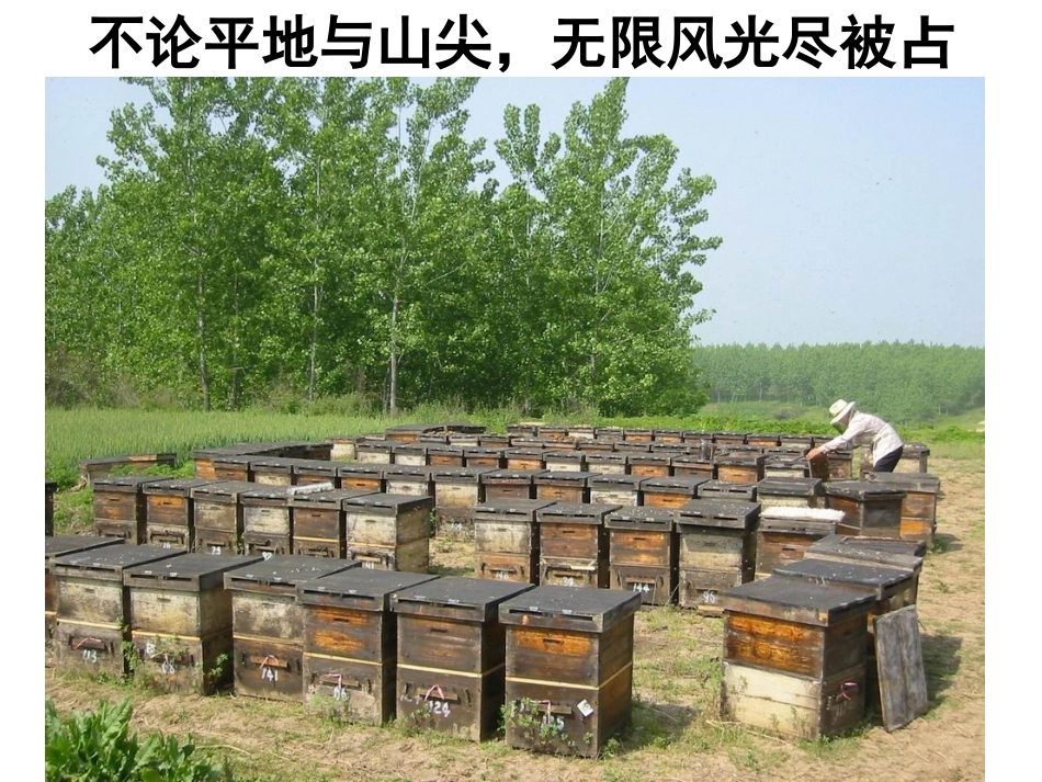 罗隐《蜂》配图欣赏_第2页