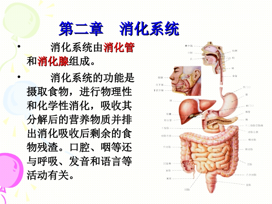 消化系统PPT_第1页