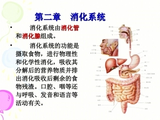 消化系统PPT