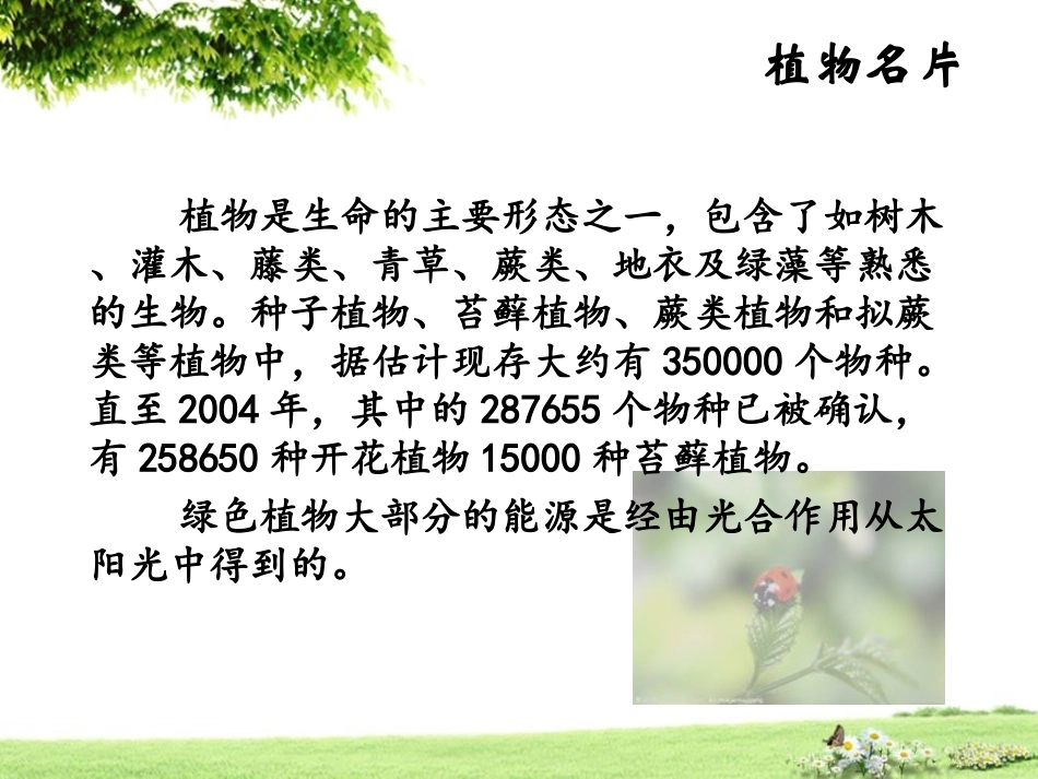 植物王国PPT_第2页