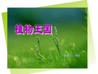 植物王国PPT