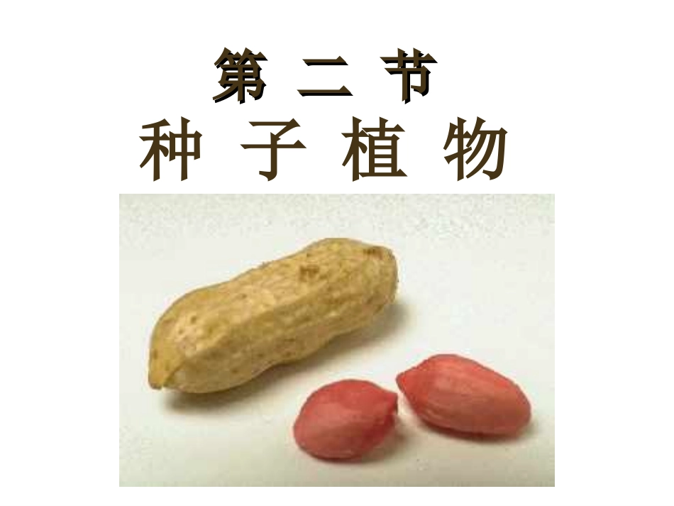 种子植物PPT_第1页