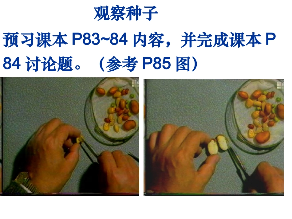 种子植物PPT_第2页