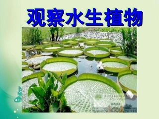 教科版三年级上册科学第一单元观察水生植物