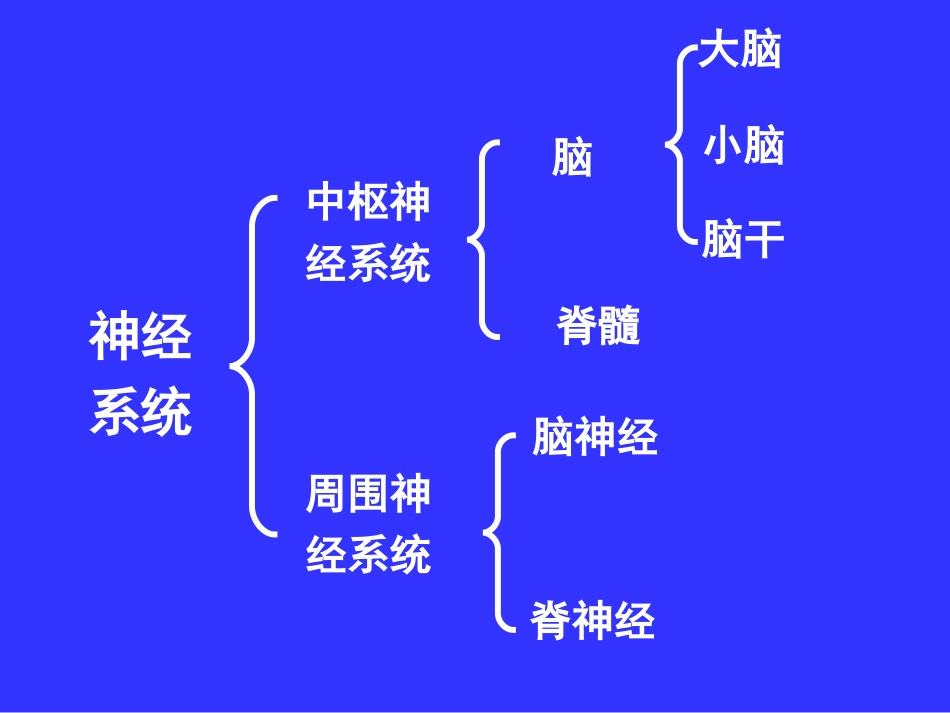 中枢神经系统(系统解剖学)PPT课件_第2页