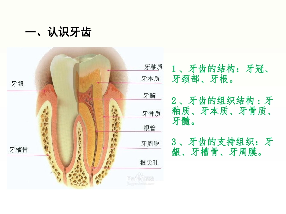 口腔基础知识_第2页
