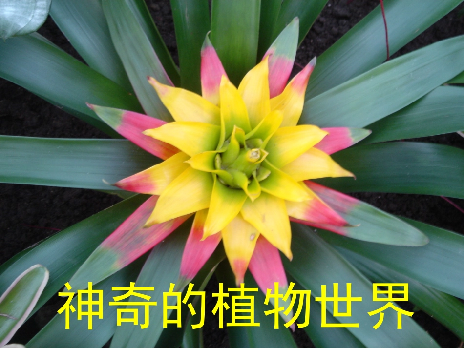 神奇的植物世界_第1页