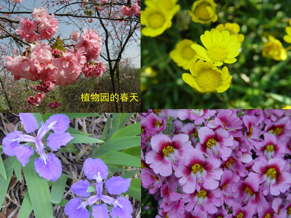 神奇的植物世界_第3页