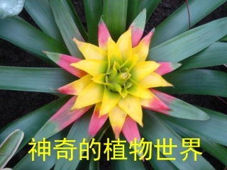 神奇的植物世界