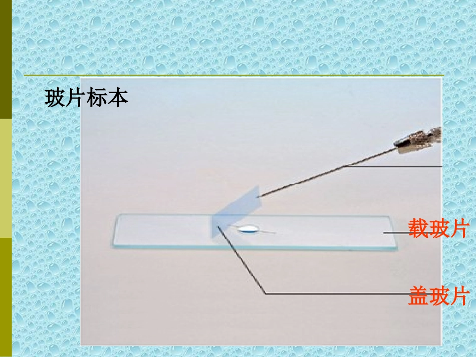 植物细胞与动物细胞_第3页