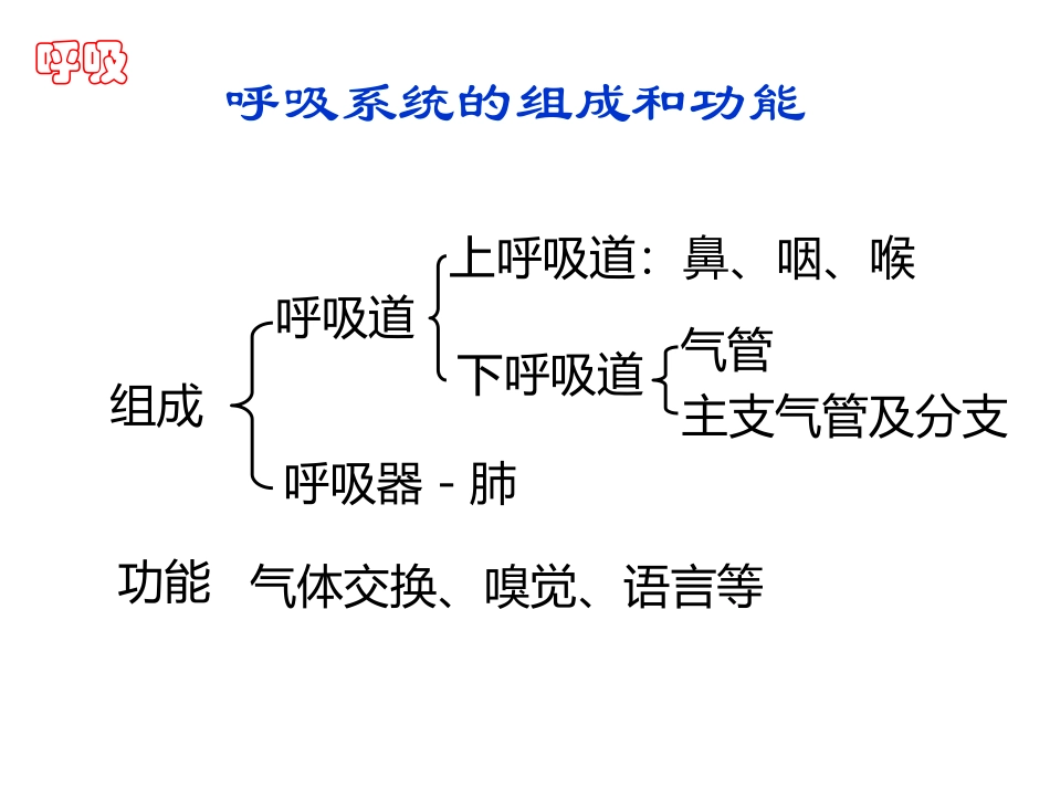 人体解剖学--呼吸系统_第2页