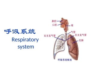 人体解剖学--呼吸系统