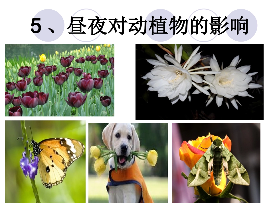 小学科学苏教版五年级上册——昼夜对动植物的影响_第1页