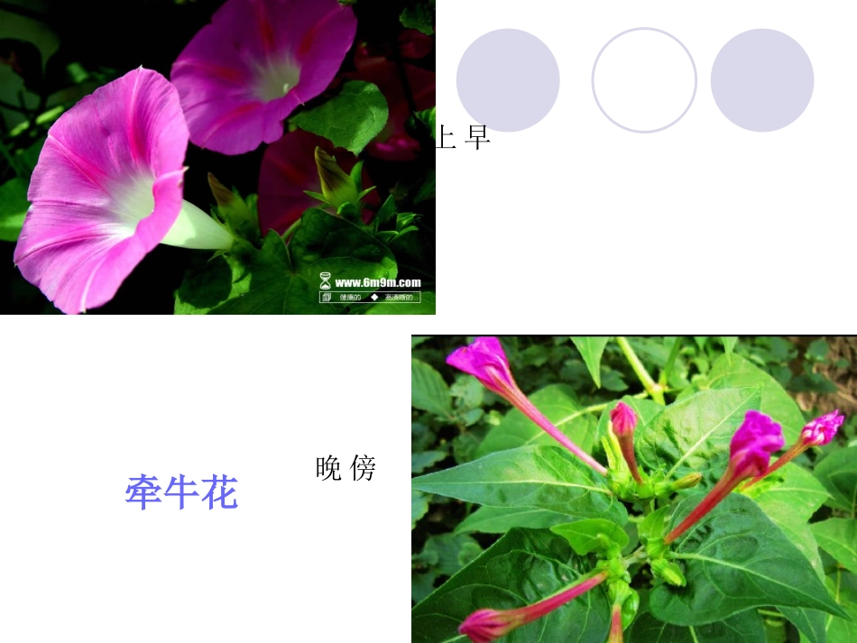 小学科学苏教版五年级上册——昼夜对动植物的影响_第3页