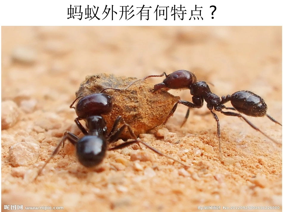 四年级上册第二单元作文观察动植物_第2页