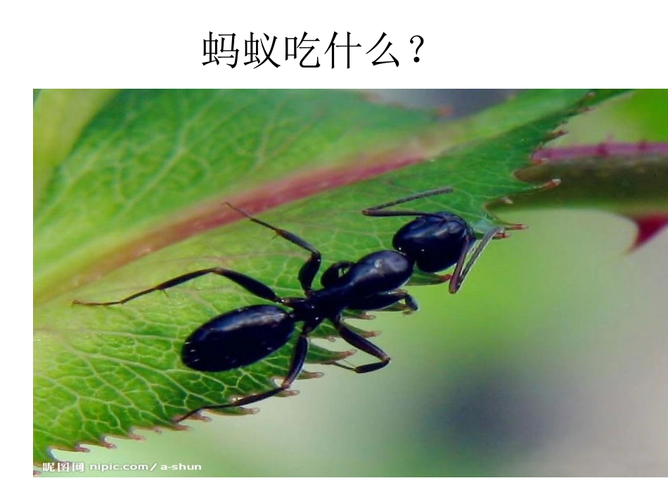 四年级上册第二单元作文观察动植物_第3页