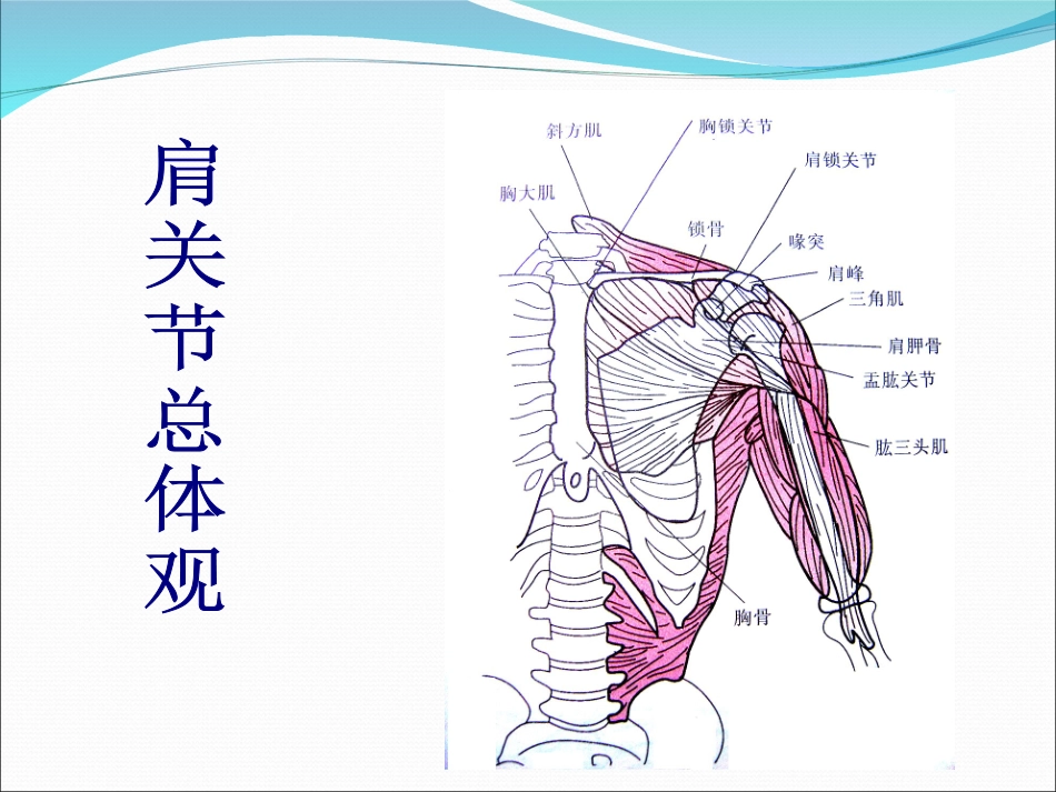 肩关节检查方法_第3页
