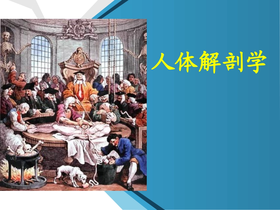 运动系统-肌学_第1页