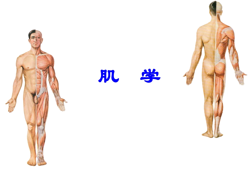 运动系统-肌学_第2页